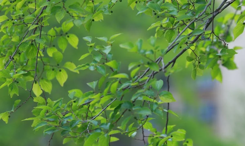 Frigiderul cu lacăt: Povestea unei iubiri puse la încercare de pofta de mâncare