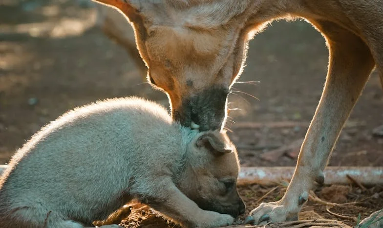 Între două lumi: Povestea mea despre sacrificiu și regăsire