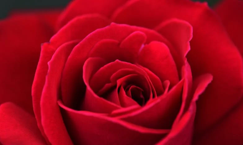 „Porcul din sufragerie nu sunt eu” – Povestea unei cine care mi-a schimbat viața