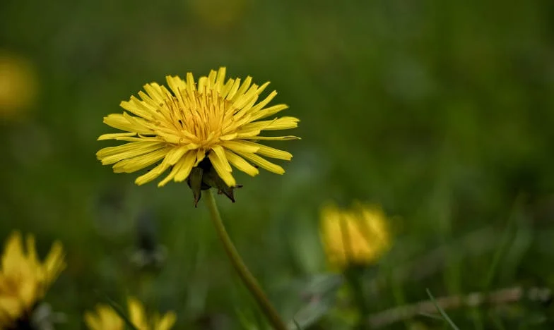 Vizita Neanunțată: Lecția Iertării și Înțelegerii