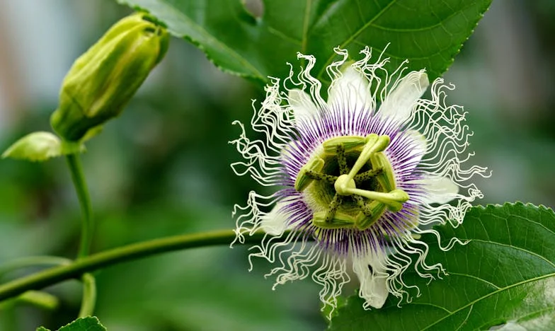 Czy nazywasz teściową 'mamą'? A tak naprawdę, czy wiesz, kto jest twoją matką?