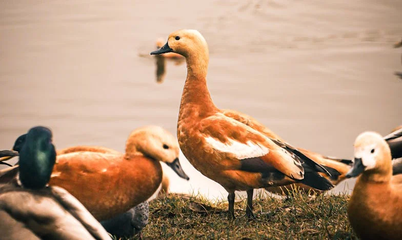 Kiedy babcia gubi się w swoim życiu: Opowieść Marii z warszawskiego Ursusa