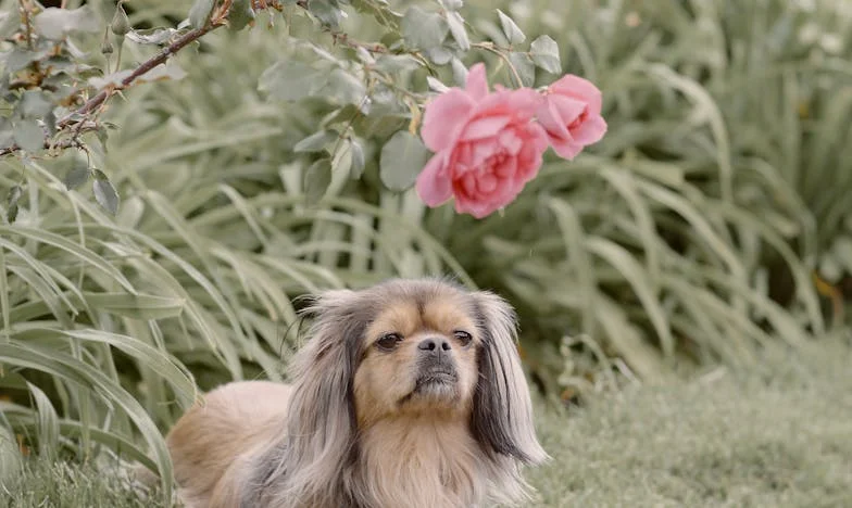 Moja mama oddała mojego psa do schroniska za moimi plecami: "Mogłabyś lepiej sprawić sobie dziecko!"