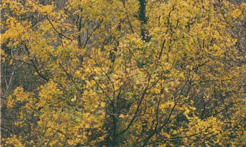 Noc, która zmieniła wszystko: Gdy wysłaliśmy dzieci do babci