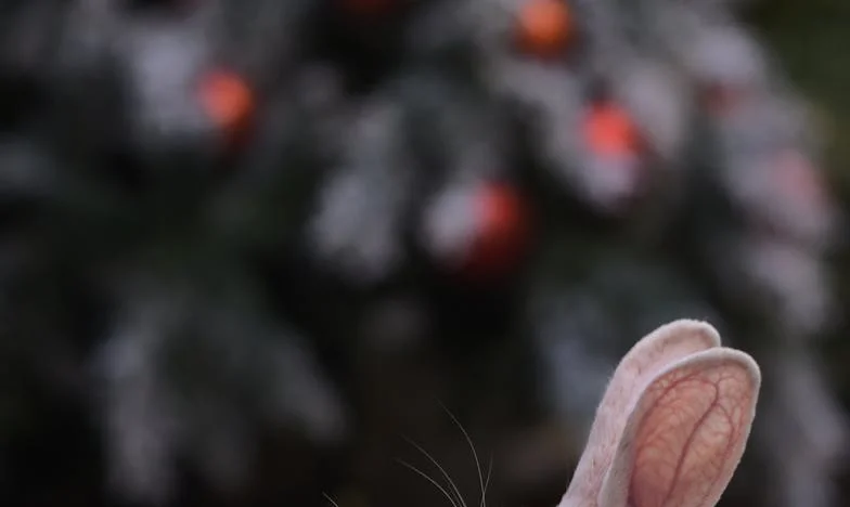 Osiemnaście lat kawy i milczenia: Prawda, którą odkryłam, gdy pan Nowak zniknął z mojego życia