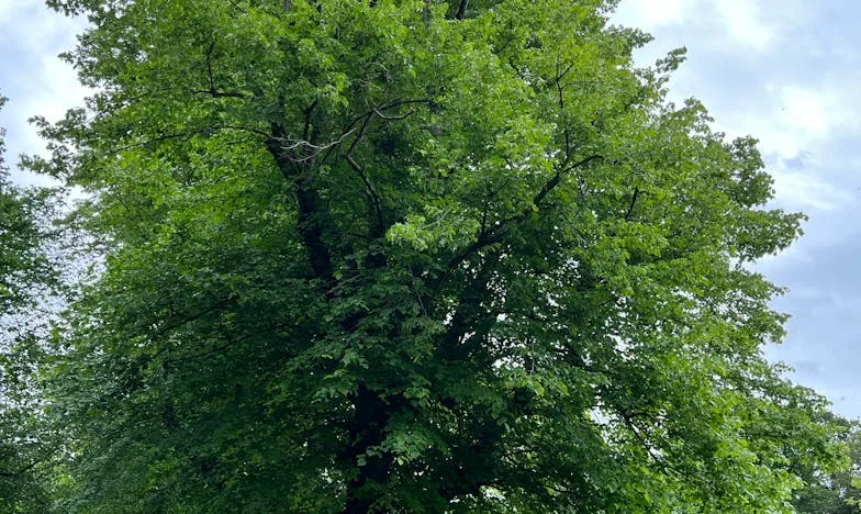 Parapetówka, która rozdarła rodzinę: Kuchnia, która stała się polem bitwy