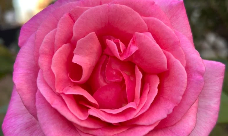 Prawda przy pustym weselnym stole: Moje wyznanie, które rozdarło rodzinę na pół