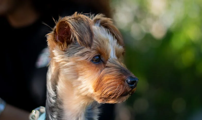 Spadek, który zburzył nasze życie: Opowieść o zaufaniu, zazdrości i prawdzie