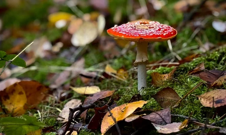 Z popiołów: Historia Magdy, która musiała zacząć od nowa