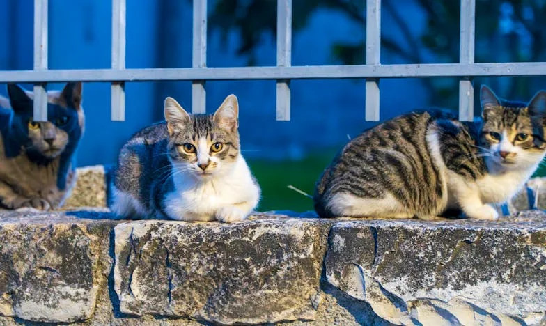 Zaspy, które zmieniły wszystko: Historia Kacpra i pani Zofii