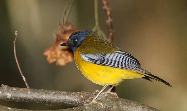 Bratowa Kola na Moje Imię – Jak Pomoc Zmieniła Się w Koszmar Rodzinny