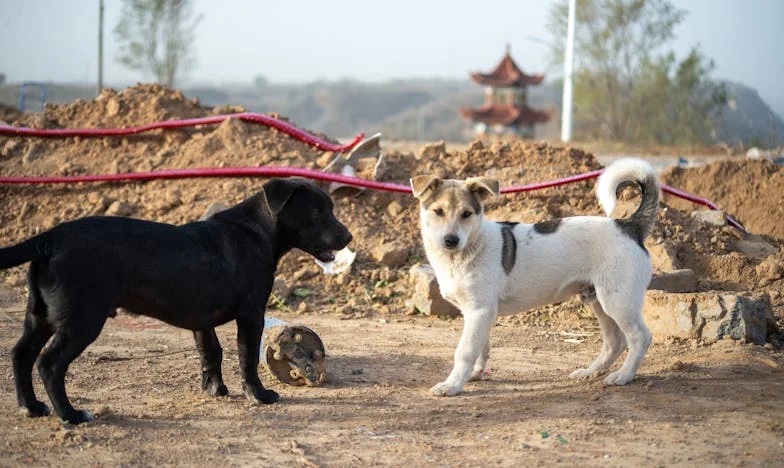 Kiedy zadzwonił do mnie syn: Prawda o mojej byłej teściowej, której nie chciałam usłyszeć