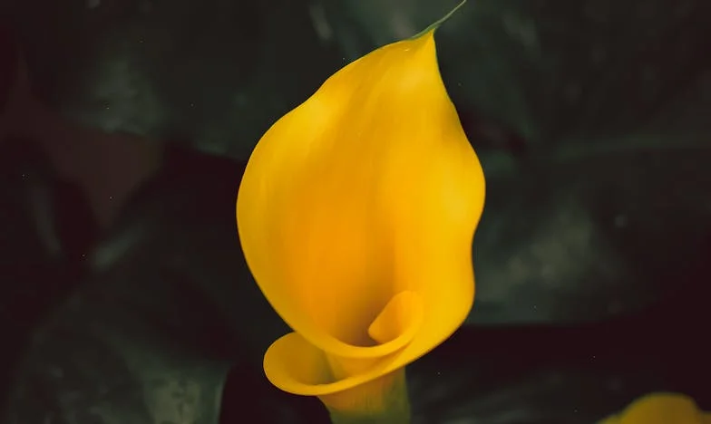 Marzenia synowej o dziecku: kto za to zapłaci?