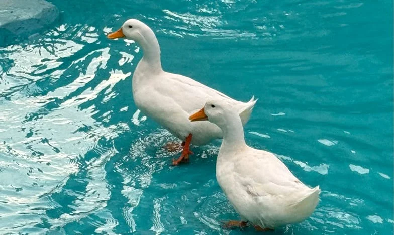 Między strachem a marzeniem: Historia Andrzeja, który bał się żyć inaczej