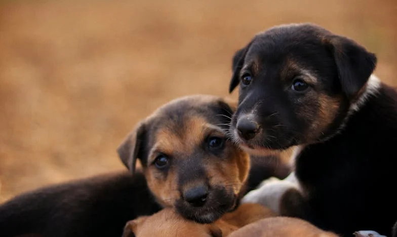 „Miłość czy posłuszeństwo? Gdy mąż wybrał matkę zamiast mnie” – Moja historia walki o własne życie