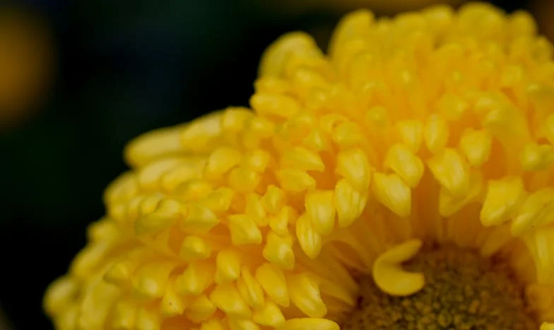 Moja córka wstydziła się naszych wiejskich korzeni i nie zaprosiła nas na swój ślub