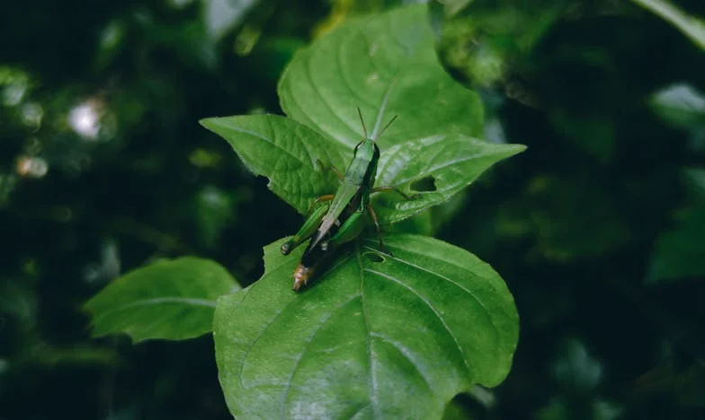 Nie wpuszczaj samotnej przyjaciółki za próg: głos mojej matki i moja samotność