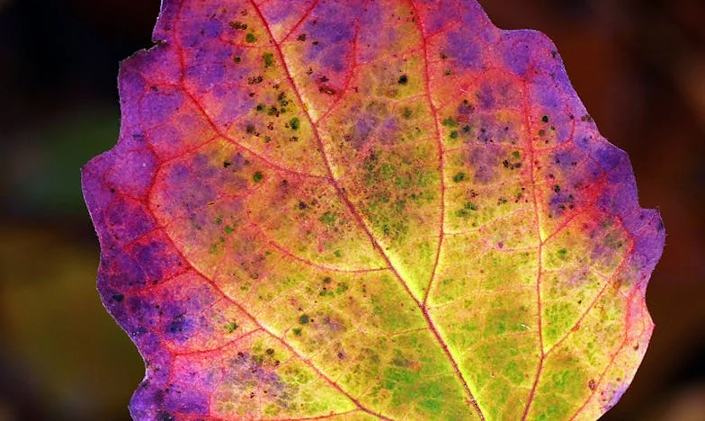 Przestałam pomagać synowi i straciłam wnuczkę – rok bez niej. Czy byłam złą matką?