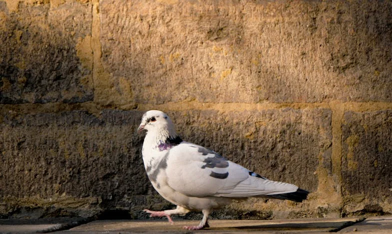 Dwudziesta rocznica: Wieczór, który zmienił wszystko