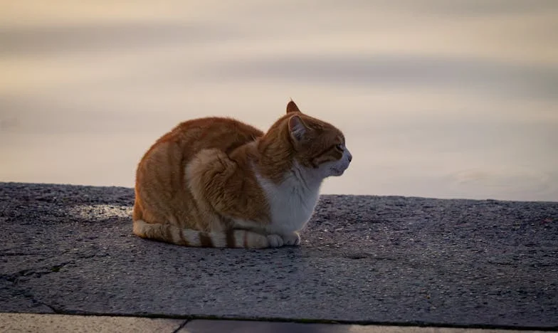 Między młotem a kowadłem: Jak przetrwałam konflikt z teściową