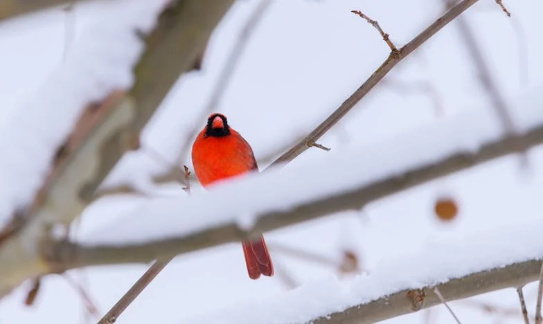 Miłość czy lojalność? Moja walka między mężem a rodziną – historia, która rozdziera serce