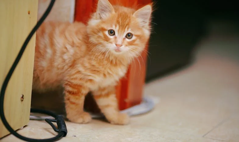 Niespodziewana radość Walerii: Za zamkniętymi drzwiami pozorów