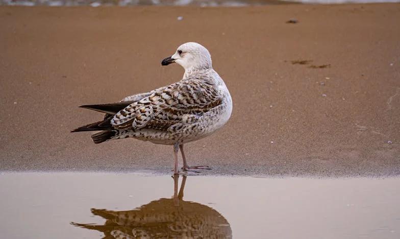 Wilczyca pod moim progiem: Opowieść o trzech wilkach i jednej zimie