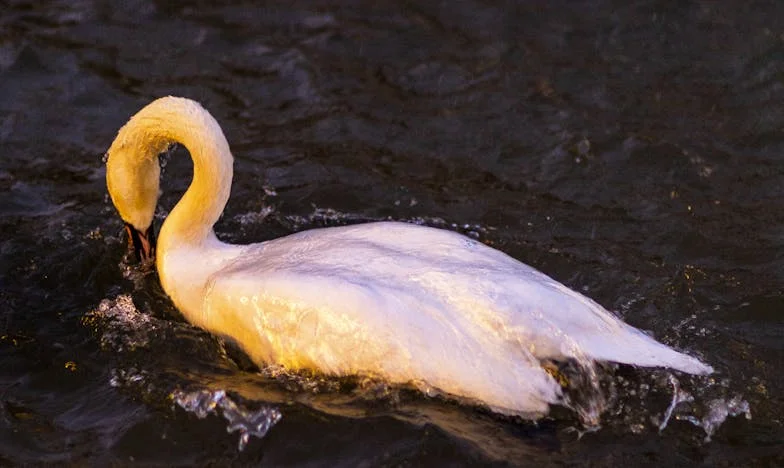 Kiedy Nikt Po Mnie Nie Przyszedł: Opowieść o Przebaczeniu i Zapomnieniu