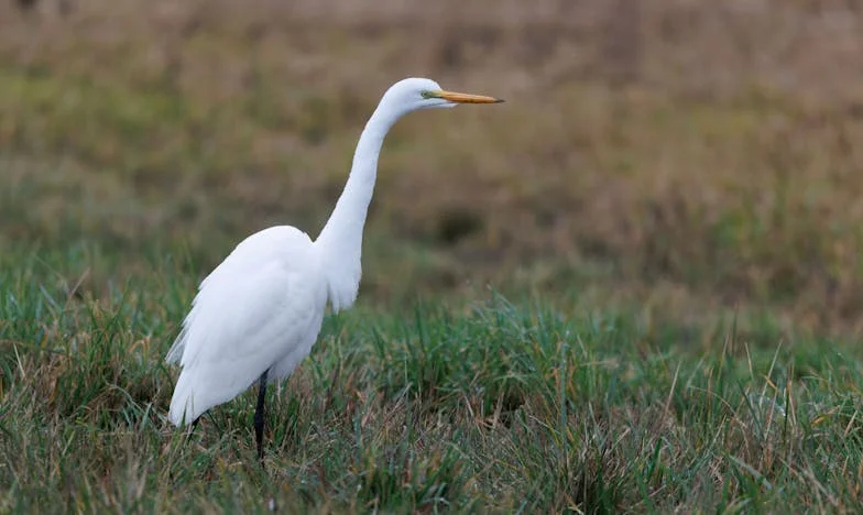 Szybka reakcja dziesięcioletniego Bartka uratowała życie jego ojca