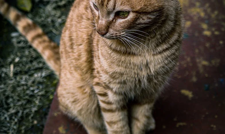 Nieoczekiwany powrót: Kiedy dom staje się obcym miejscem