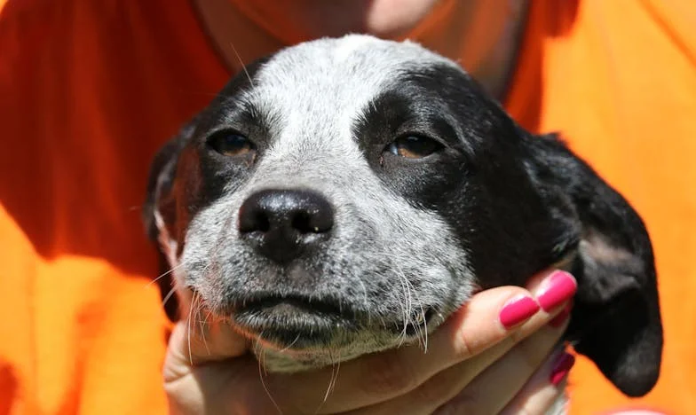 Gość w Jej Domu – Moje Życie w Cieniu Teściowej
