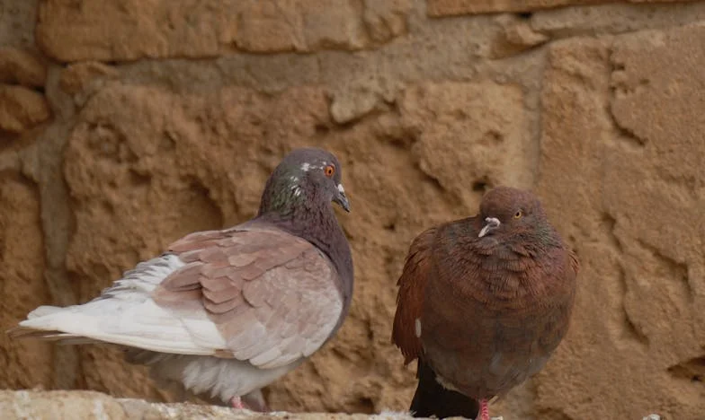 Ko ljubezen ni enaka: Babičina zgodba o razpadajoči družini
