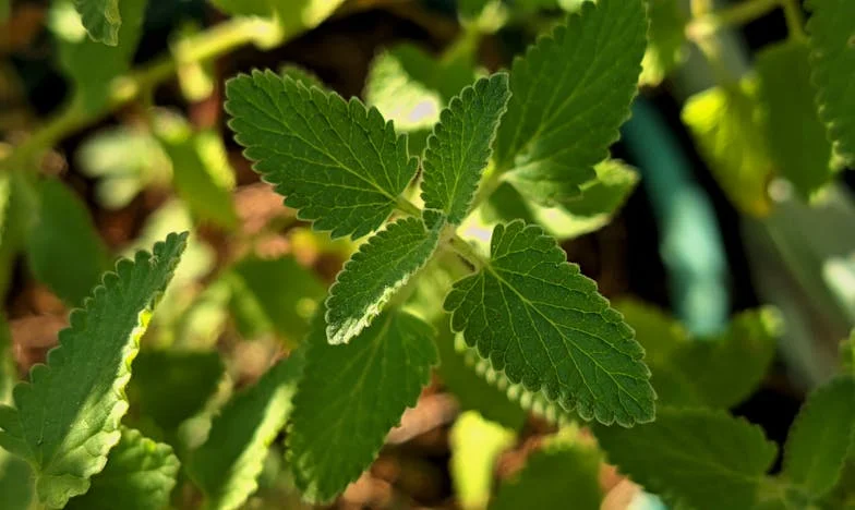 Ljubezen na stopnišču: Zgodba o prepovedanih občutkih