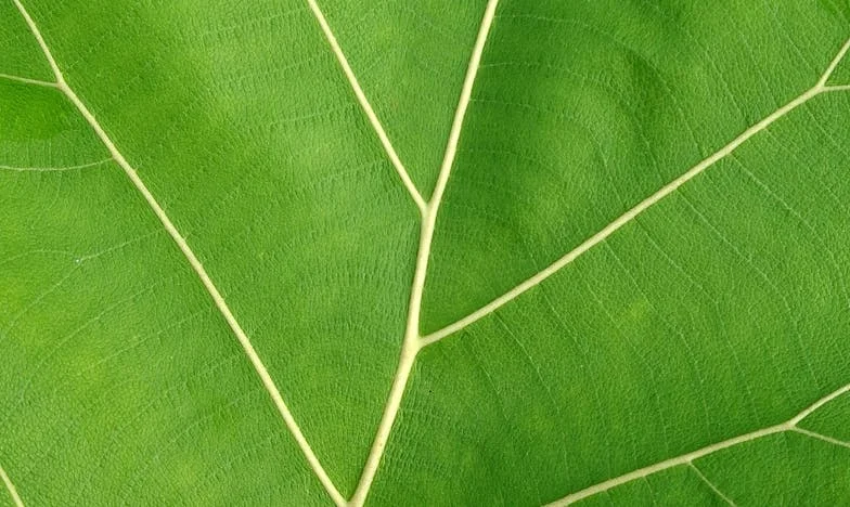 Mamino breme – Cena družinske zapuščine