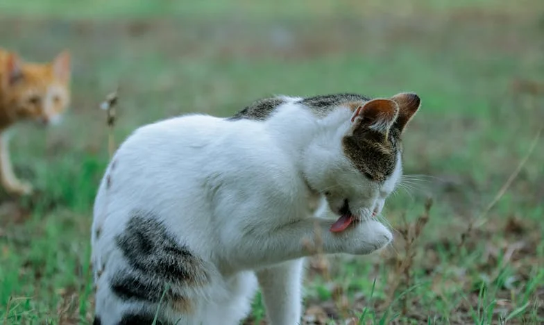 „Ne vidiš, da tvoja mama ne mara najinega sina?” – Ena mama, dve srci, ena družina na prepihu