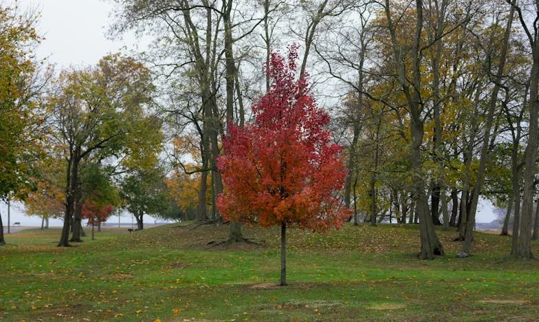 Zakaj sta se Matej in Ana odločila za otroka zdaj, ko sta na vrhuncu kariere?