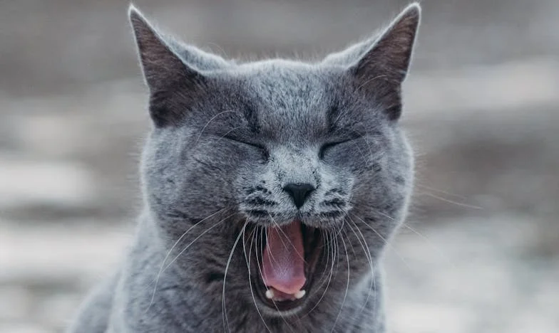 Kdo ima pravico odločati o imenu mojega sina? Moj boj v senci moževe družine