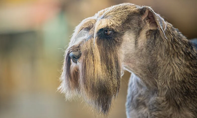 Ko brat postane gost, ki noče oditi: Dva tedna pod isto streho