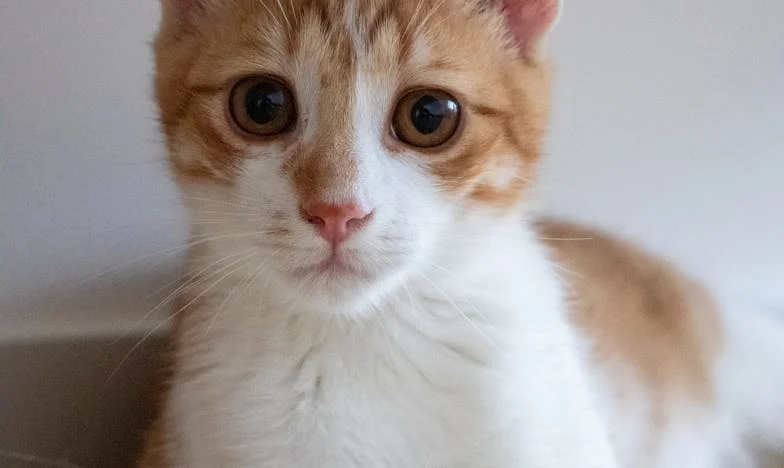 Ko dom ni več dom: Izpoved slovenske matere, ki je izgubila vse zaradi družine