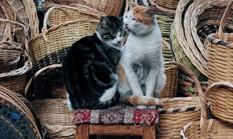 Ko je ta, ki odloča o mojem življenju?