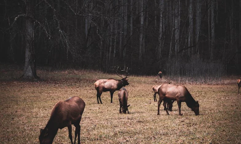 Ko moje življenje ni bilo več moje: Zgodba slovenske babice