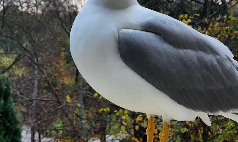 Ko mož izbere mamo namesto žene: Moja zgodba o izdaji, skrivnostih in družinskih konfliktih
