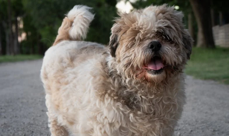 Ko se poroka zdi kot oddaljene sanje: Moj boj med samostojnostjo in hrepenenjem po bližini