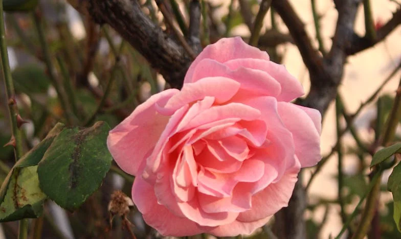 Ko sem končno rekla NE: Zgodba o izgubljenih mejah in pogumu, da jih postavim