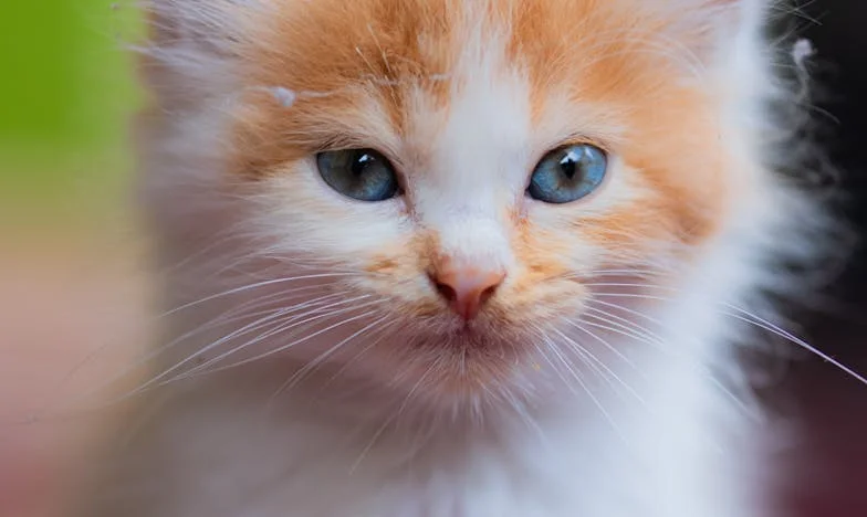 Ko sem moževo teto Marico nagnala iz hiše – sem res jaz kriva?