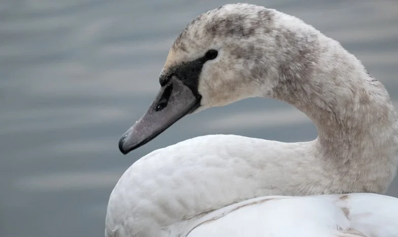 Ko srce poči med Alpami in Ljubljano: Zgodba o materi, sinu in neizrečenih besedah