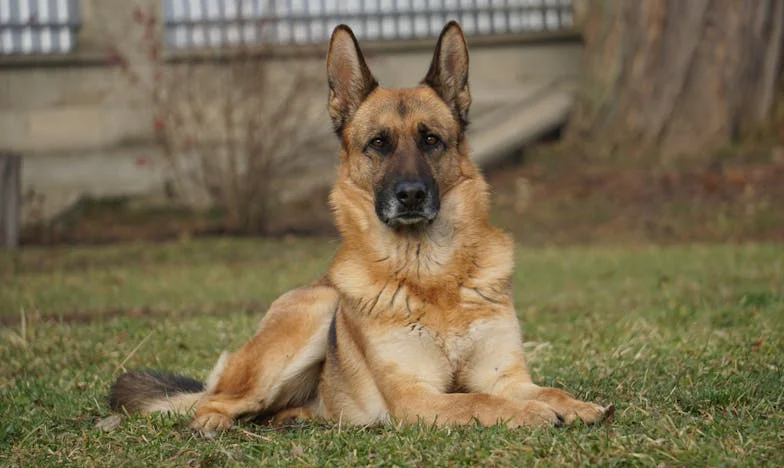 Med dvema ognjema: Ko moraš izbrati med svojo in njegovo družino