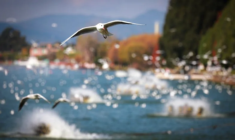 Med štirimi stenami tujega doma: Moj boj za lastni glas