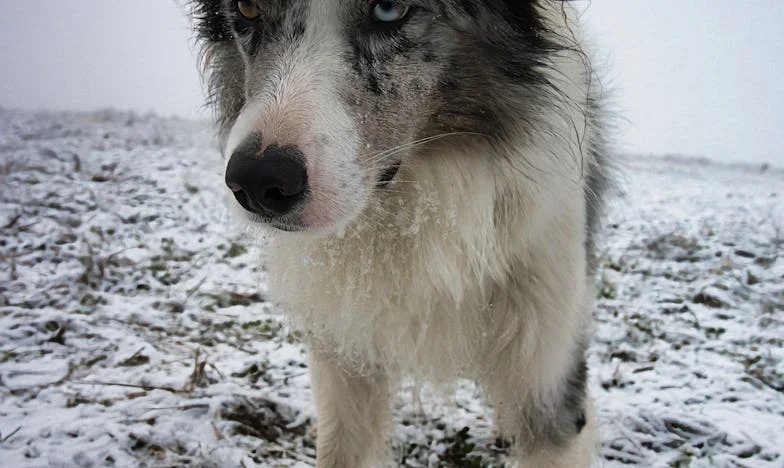 Med vrtom in travo: Ko preprostost postane izbira