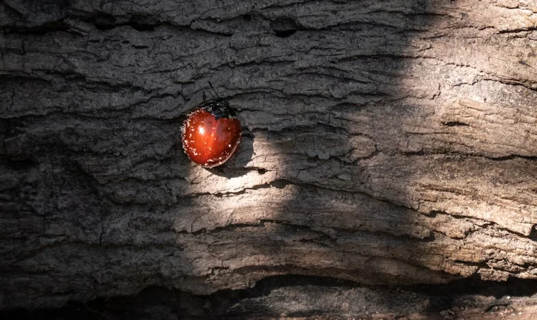 Moj tast Tone je požrl naš dom: zgodba o družini, mejah in ljubezni